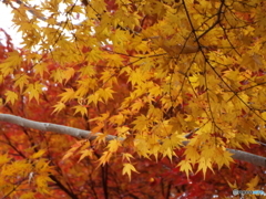 天岑寺4
