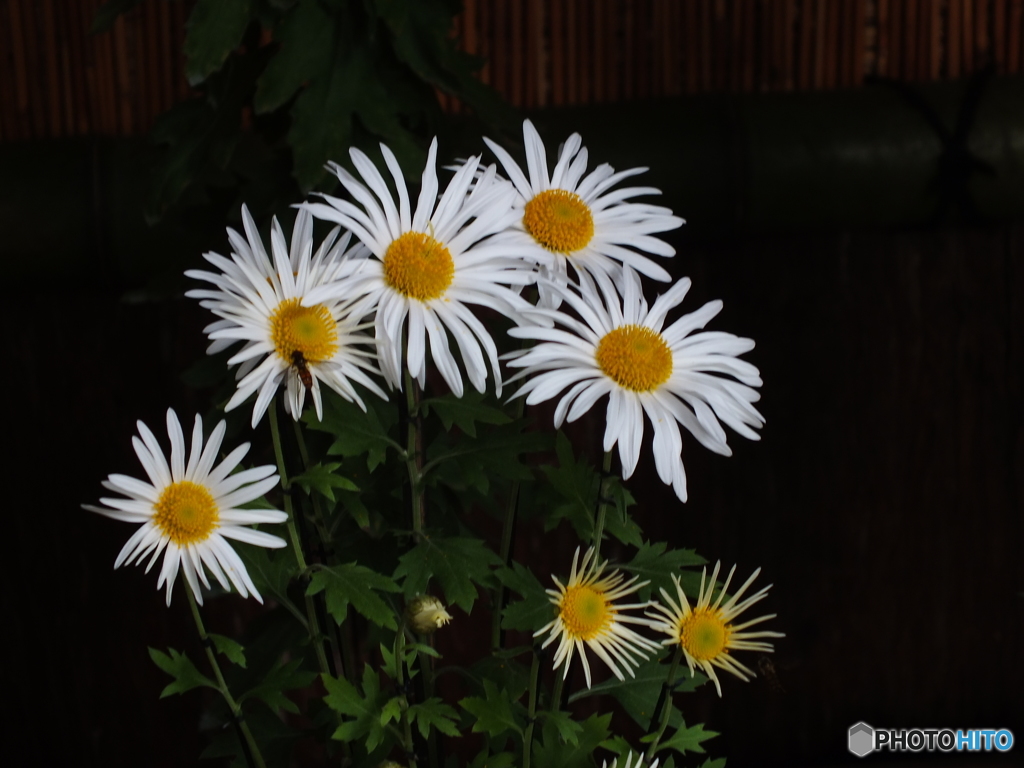 新宿御苑・菊花展17