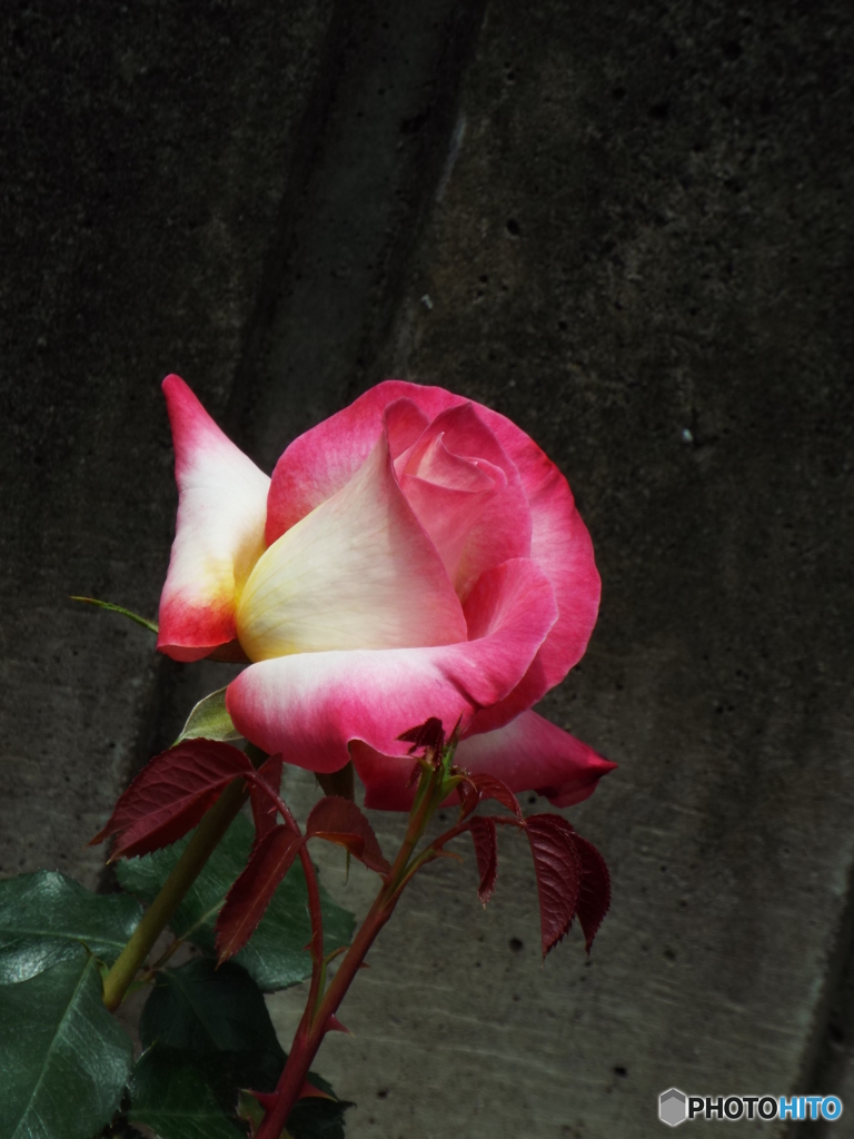 薔薇3