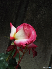 薔薇3