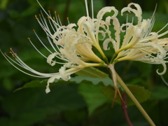 彼岸花5