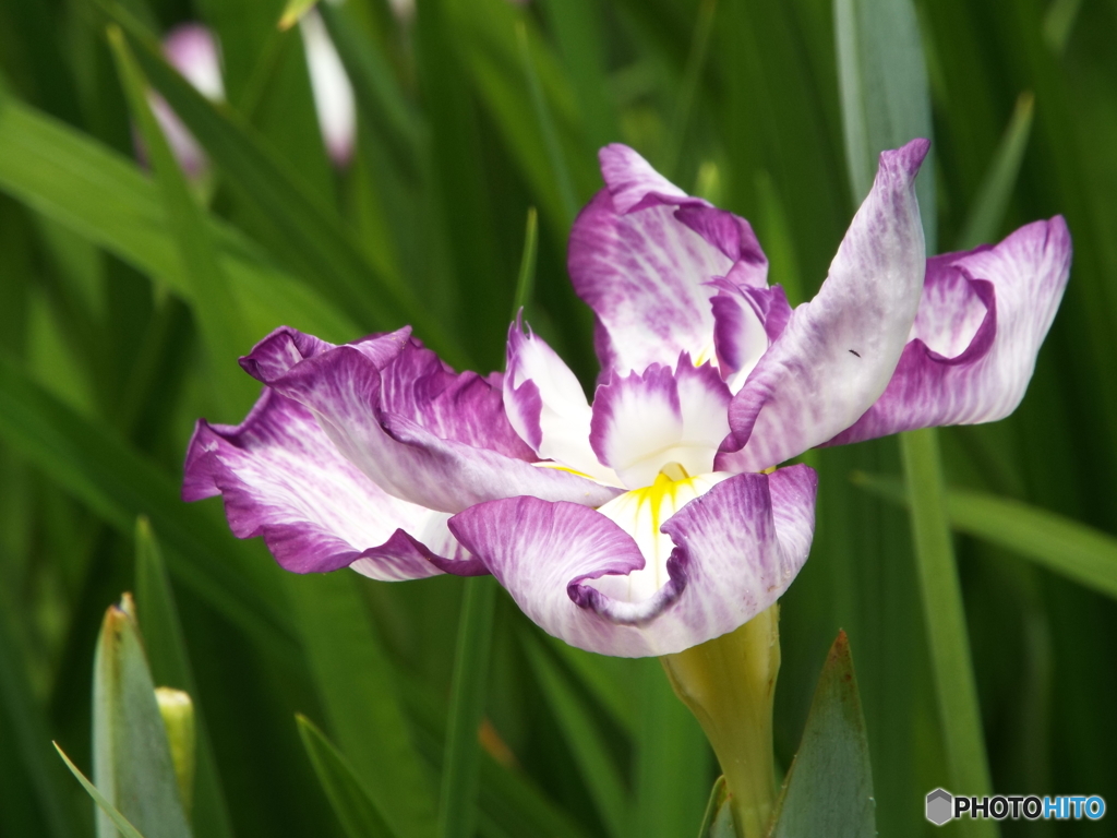 北山公園・花菖蒲3