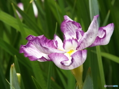 北山公園・花菖蒲3