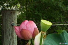 蓮5