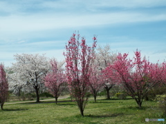 桜＆花桃3