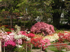 平成つつじ公園20