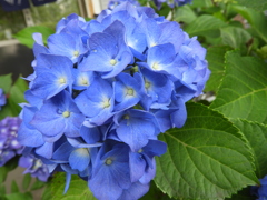 紫陽花17