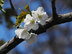 散歩道・桜1