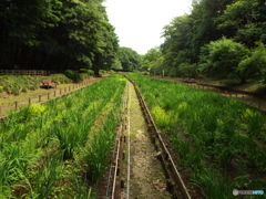 菖蒲園
