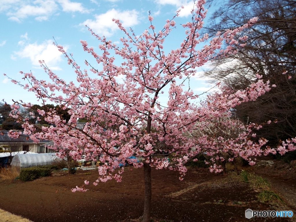 河津桜1