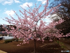 河津桜1