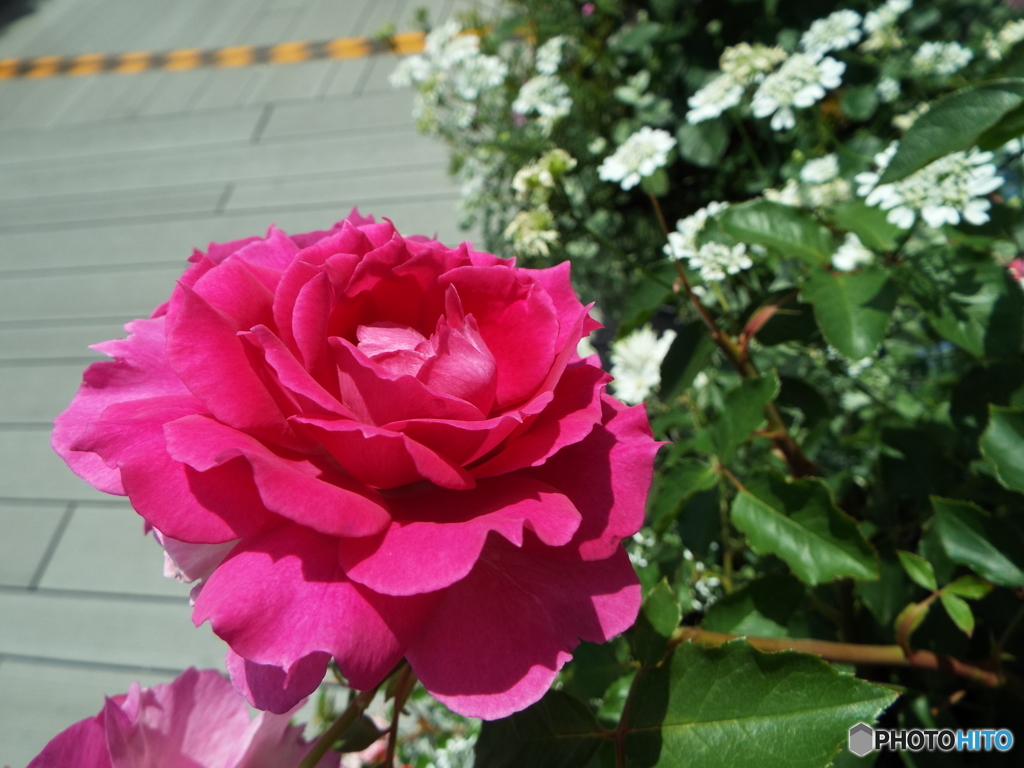 薔薇1