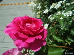 薔薇1