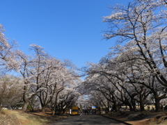 稲荷山公園・桜 5