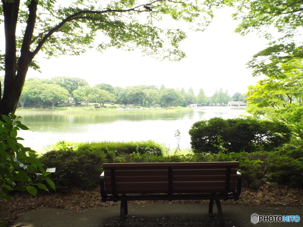 深緑の昭和記念公園6