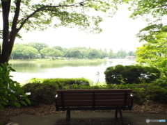 深緑の昭和記念公園6