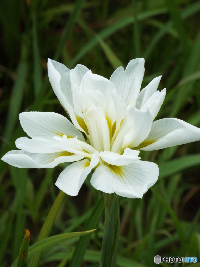 北山公園・花菖蒲12