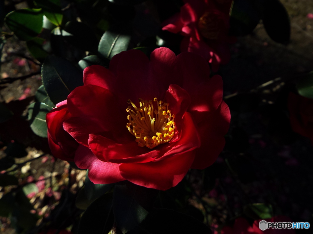 山茶花2