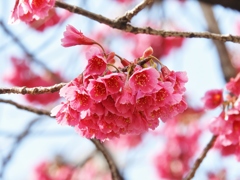 寒緋桜 （かんひざくら）1