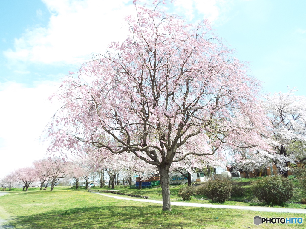 枝垂れ桜6