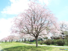 枝垂れ桜6