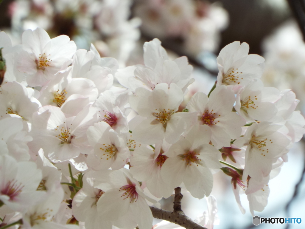 桜3