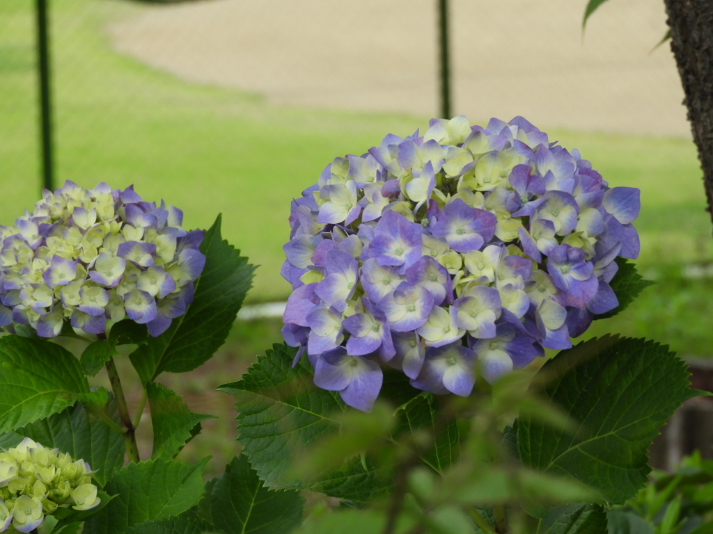 紫陽花3
