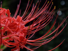 彼岸花4