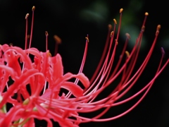 彼岸花5