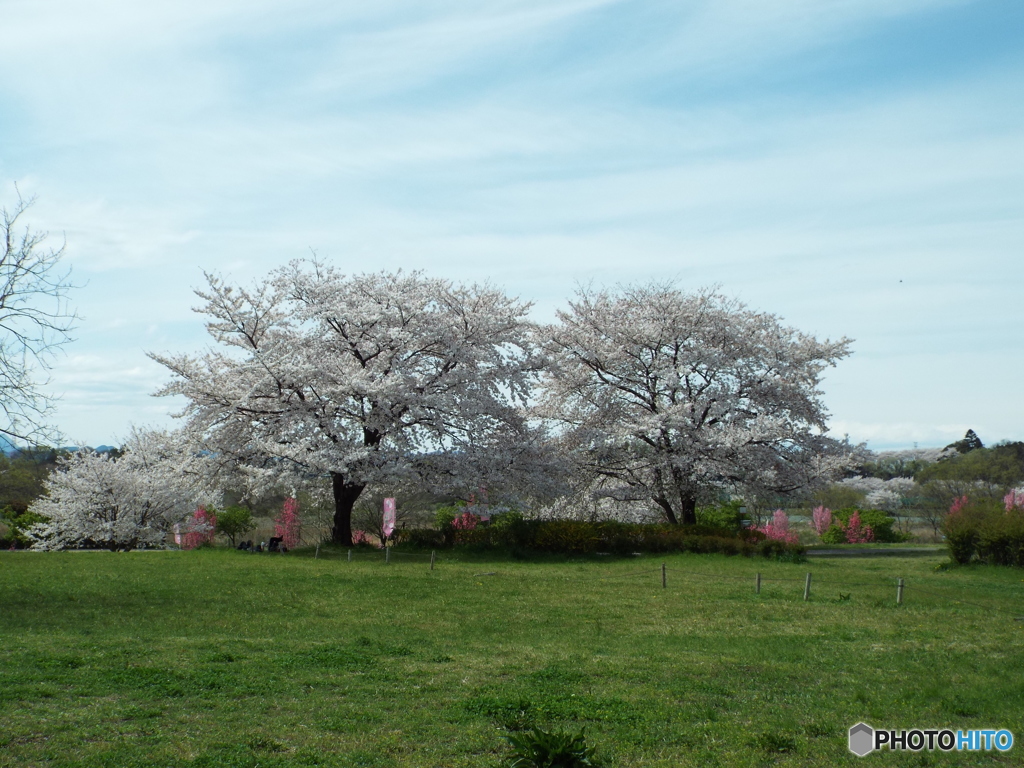 桜9