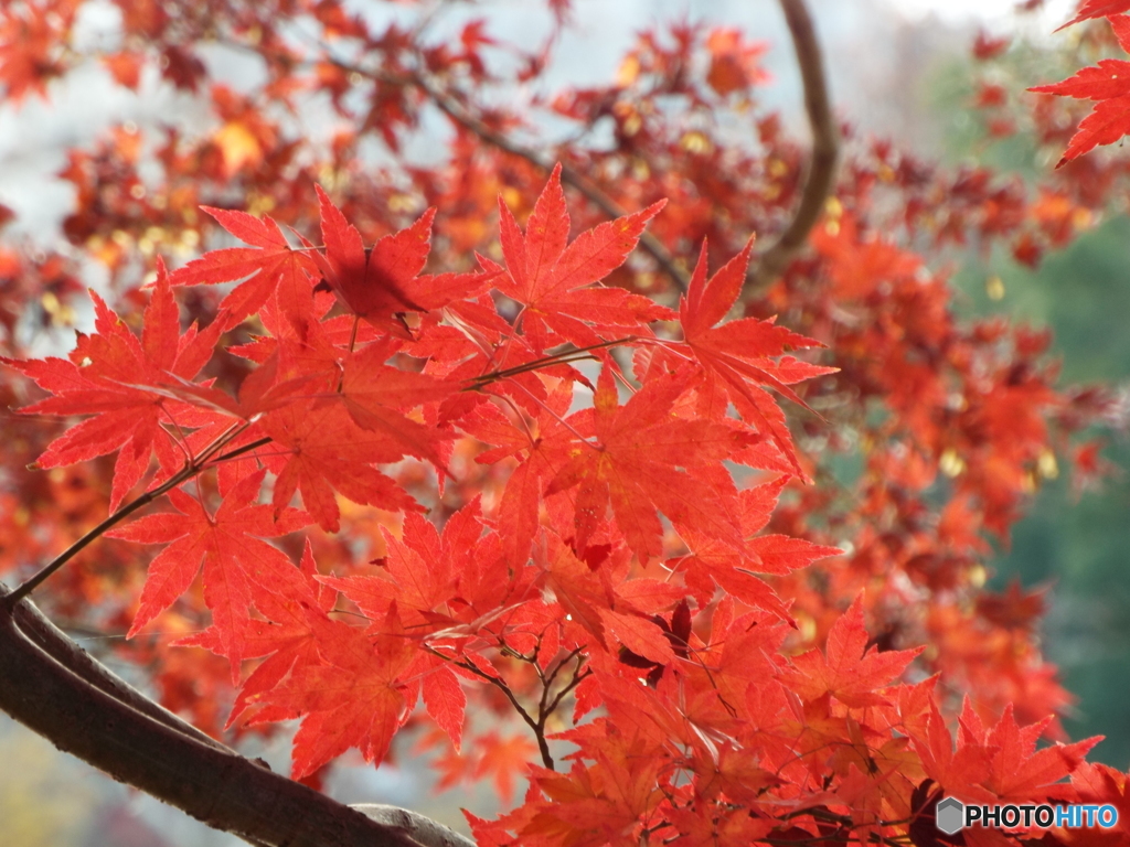 紅葉17