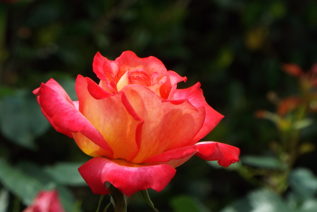 智光山公園・薔薇11