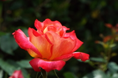 智光山公園・薔薇11
