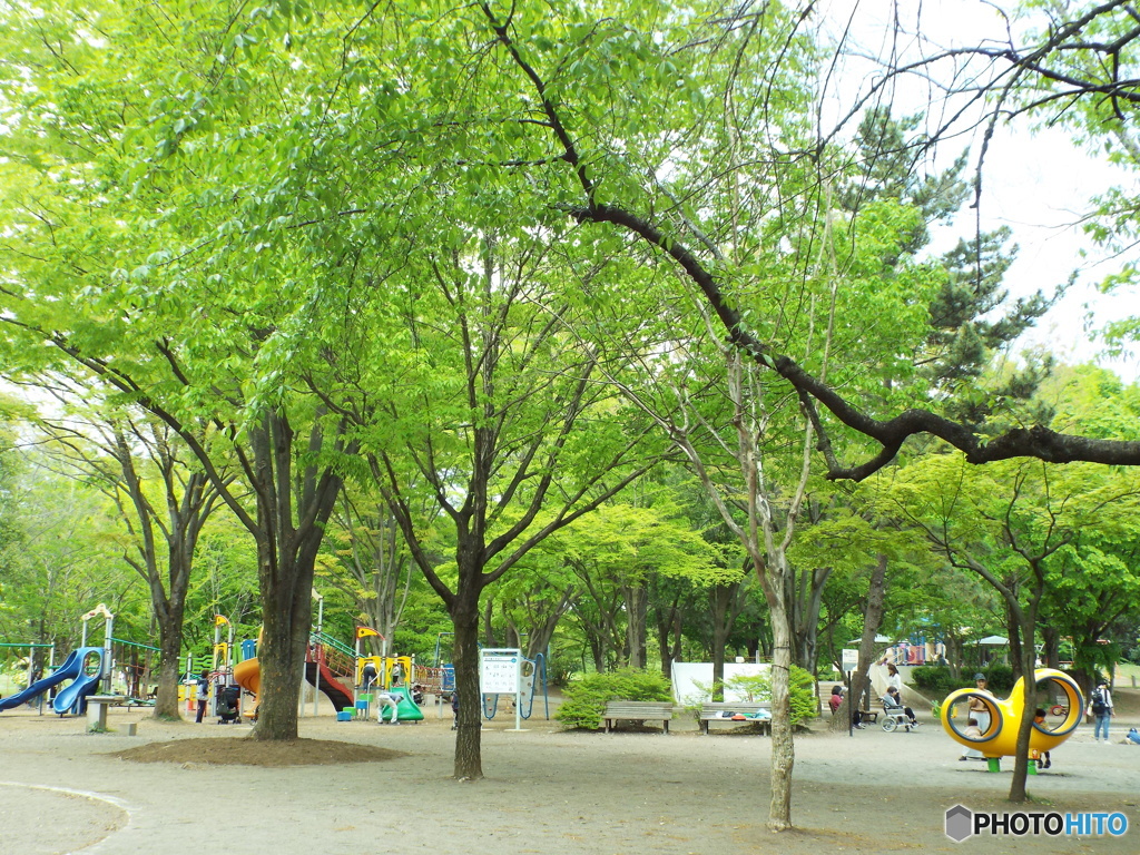 新緑の所沢航空記念公園2