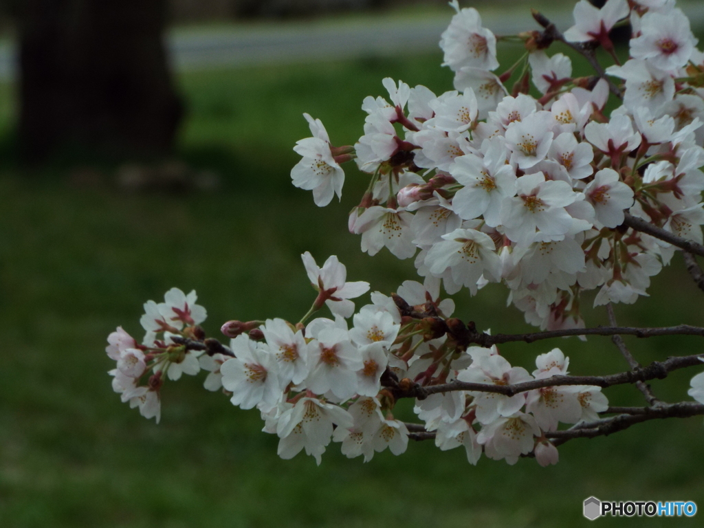 桜6
