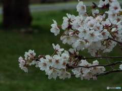 桜6