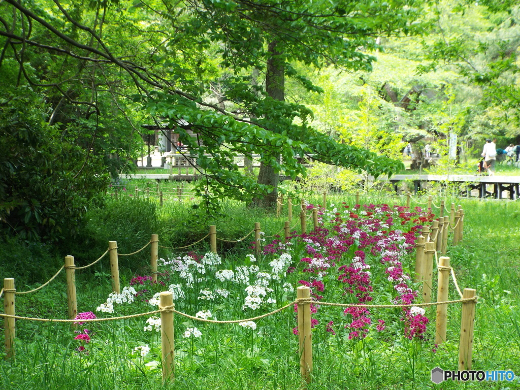 クリンソウ花壇