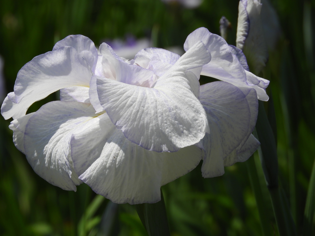 北山公園・菖蒲苑5