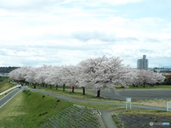 お花見2