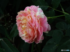 薔薇10