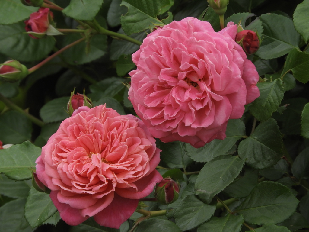 薔薇31