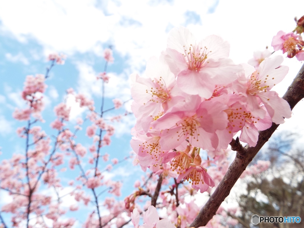河津桜3