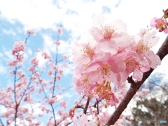 河津桜3