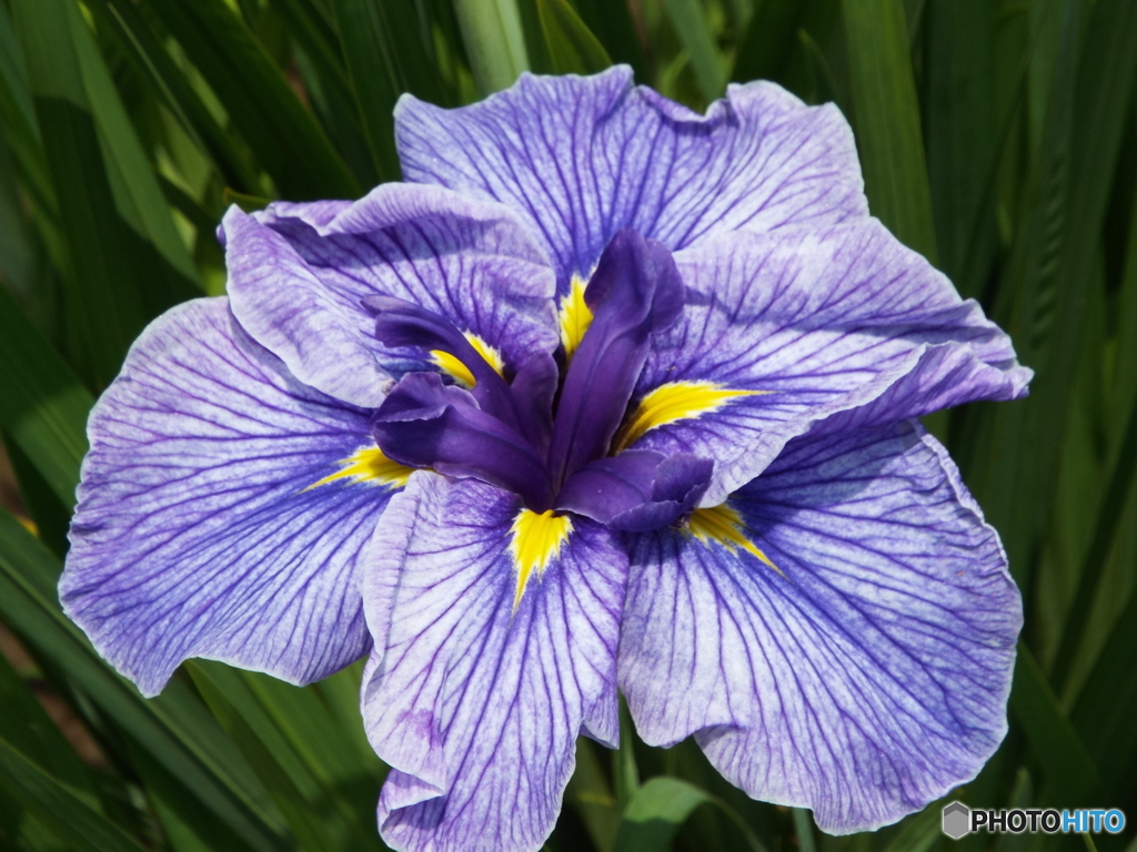 北山公園・花菖蒲5