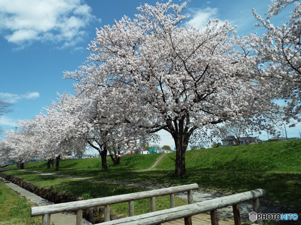 桜7