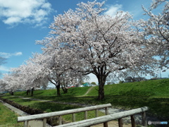 桜7
