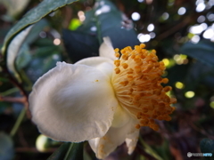 お茶の花