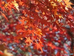 もみじ9