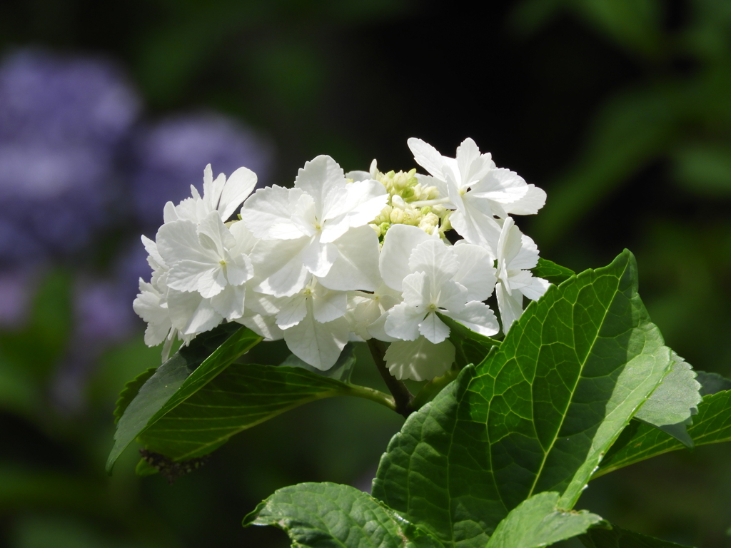 豊島園・額紫陽花3