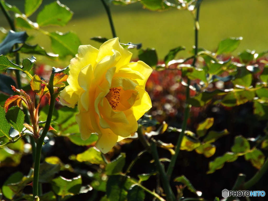 新宿御苑・秋薔薇6